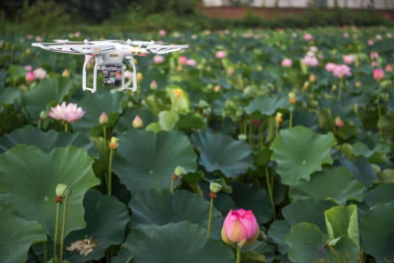 Lee más sobre el artículo Drones para el ataque de la avispa asiática